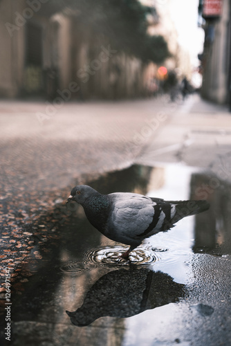 Pigeon drinking water from a puddle