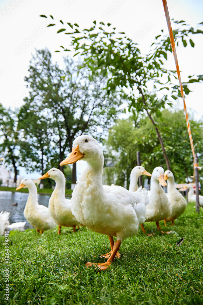 Obraz premium duck and ducklings
