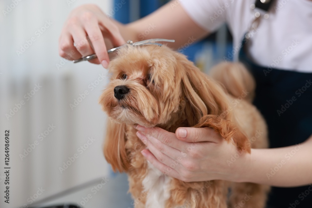 Woman cutting dog's hair with scissors indoors, closeup. Pet grooming Woman cutting dog's hair with scissors indoors, closeup. Pet grooming