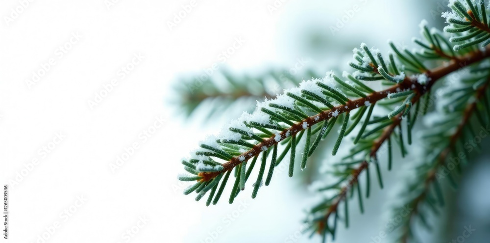 Frosty spruce branch isolated on white background, snowflakes, evergreen Frosty spruce branch isolated on white background, snowflakes, evergreen