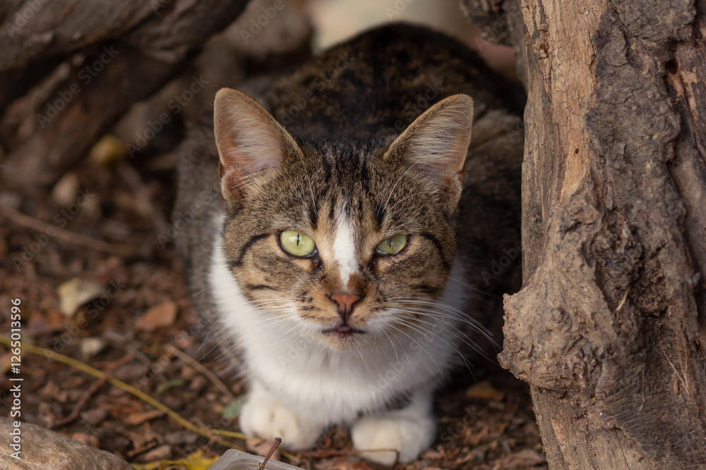 Portrait of homeless cat with eye conjunctivitis