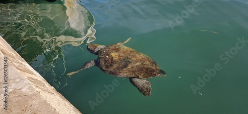  Sea turtle swimming in ocean