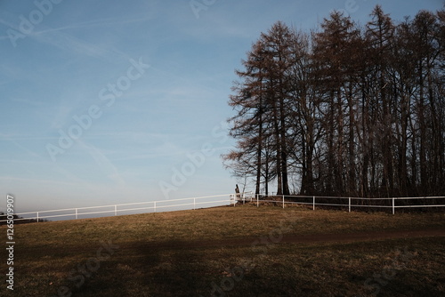 Fototapeta Naklejka Na Ścianę i Meble -  las