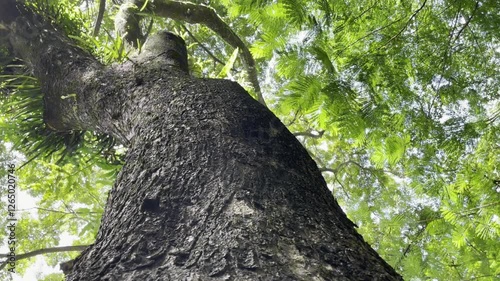 Textured Tree Trunk Tall