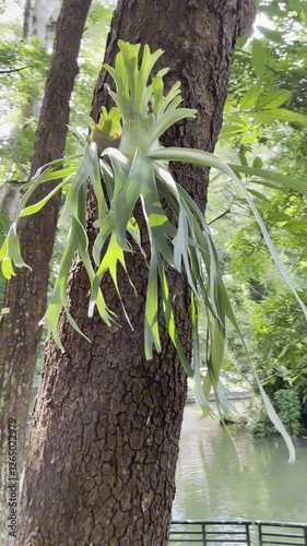Staghorn Fern or Elkhorn Fern or Platycerium Bifurcatum