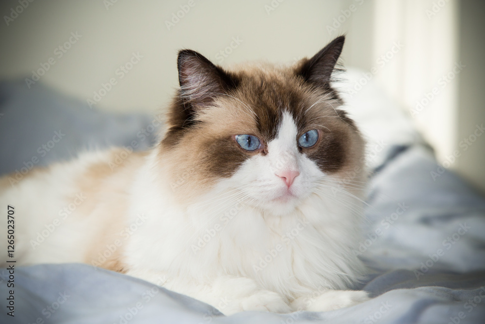 big fluffy cat lying on bed, ragdoll breed big fluffy cat lying on bed, ragdoll breed
