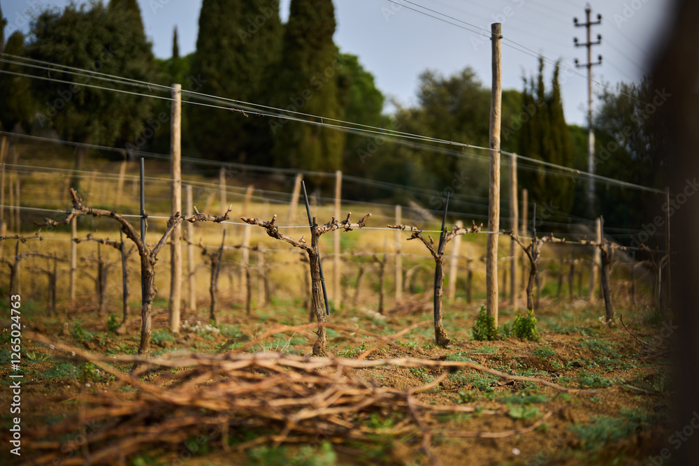 Fototapeta premium bush grapes seasonal spring pruning