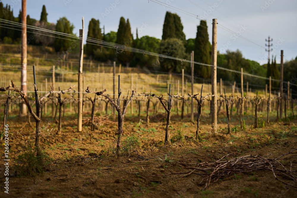 bush grapes seasonal spring pruning bush grapes seasonal spring pruning