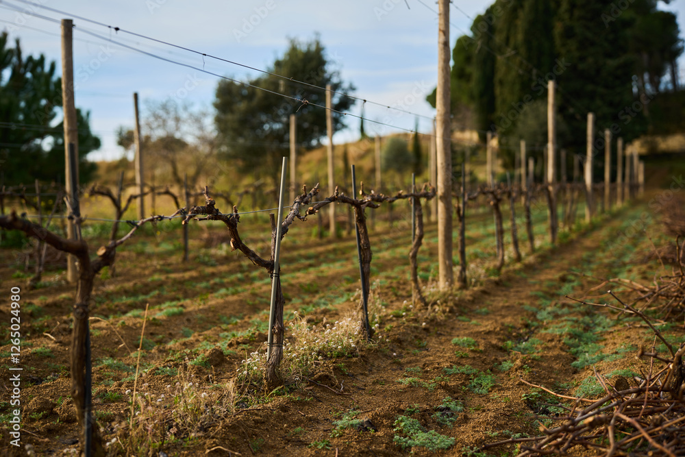 bush grapes seasonal spring pruning bush grapes seasonal spring pruning