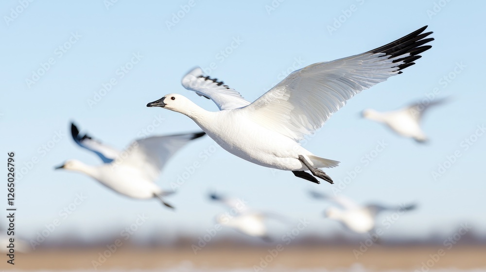 Snow Geese in Flight against a Clear Sky. Possible use nature photography, wildlife Snow Geese in Flight against a Clear Sky. Possible use nature photography, wildlife