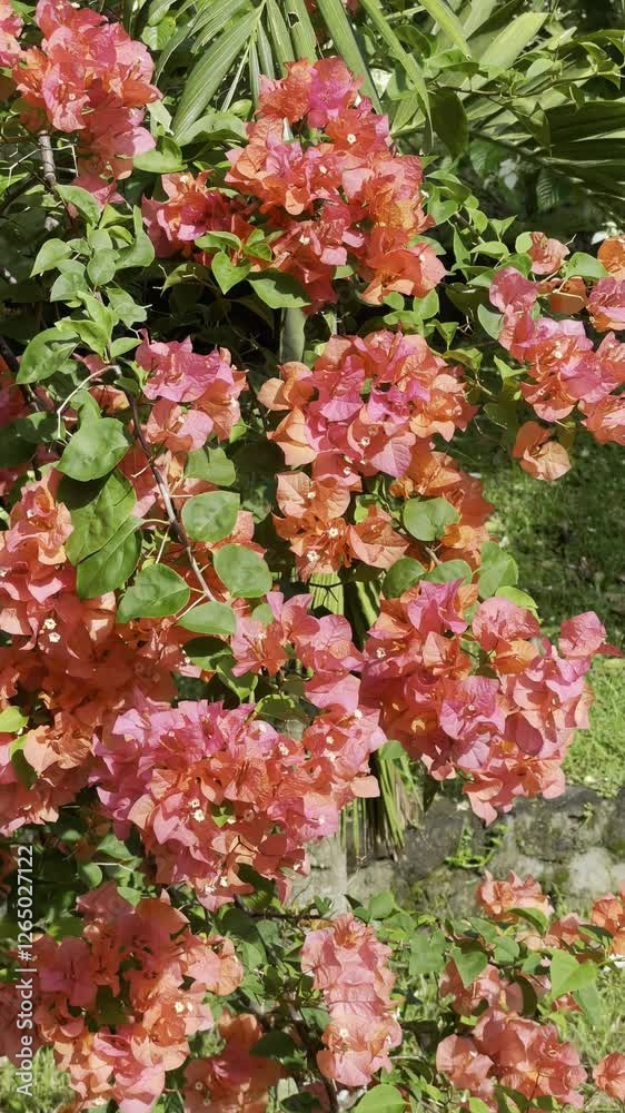 Bougainvillea or Paper Flowers bush on close up shoot, moving with the gush of winds with green and many other flowers in the background, good for background materials Bougainvillea or Paper Flowers bush on close up shoot, moving with the gush of winds with green and many other flowers in the background, good for background materials