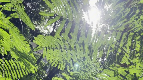 Leucaena leucocephala or Giant leucanea with green leaves foliage in the morning sun