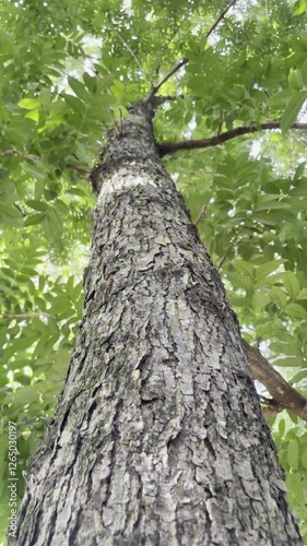 Textured Tree Trunk Towering High