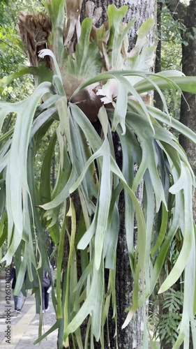 Platycerium Bifurcatum or Staghorn Fern or Elkhorn Fern