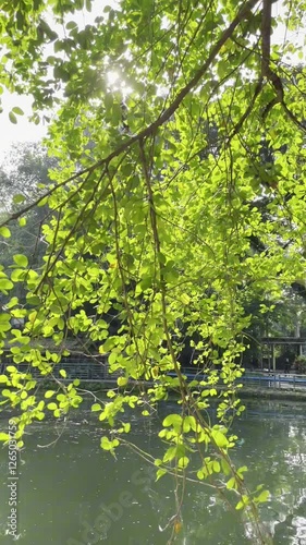 green tree on the edge of the lake on a sunny morning