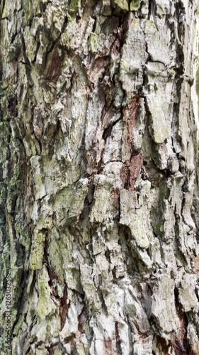 Rough Textured Tree Trunk Close Up View