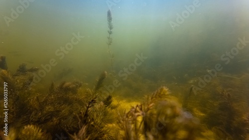 Obraz na plátně hornwort aquatic plant vegetation, fish fry at bottom, silt sediment substrate,