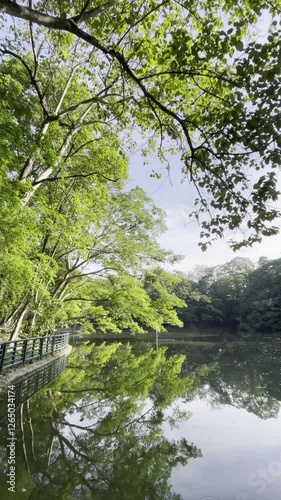 trees on the edge of the lake on a sunny morning
