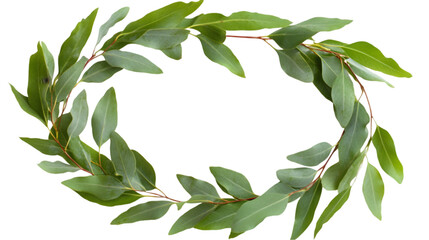Eucalyptus leaves wreath frame, elegant natural border for decorations. transparent Background, clipping path  -  