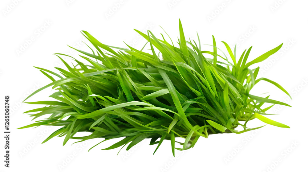 Fresh green grass, natural and vibrant. transparent Background, clipping path - Fresh green grass, natural and vibrant. transparent Background, clipping path -