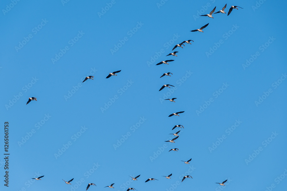A wedge of geese flies in the blue sky. Bird migration. A wedge of geese flies in the blue sky. Bird migration.