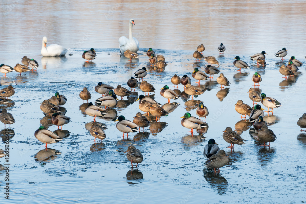 Fototapeta premium Mallards standing on the ice of a frozen lake. Bird behavior