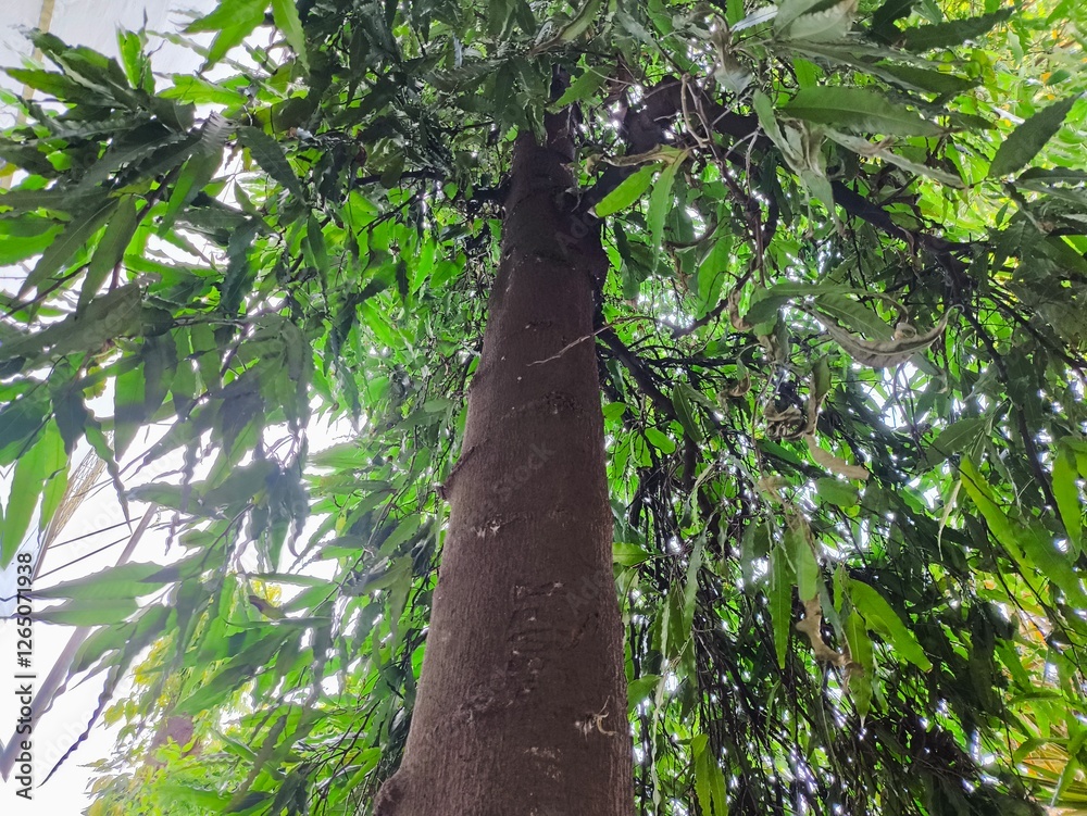 Fototapeta premium tree in the park