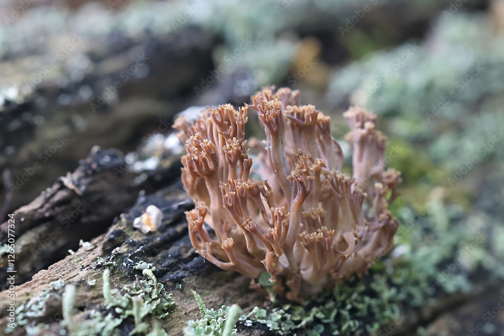 Artomyces pyxidatus, known as crown coral, crown-tipped coral fungus or candelabra coral, wild mushroom from Finland