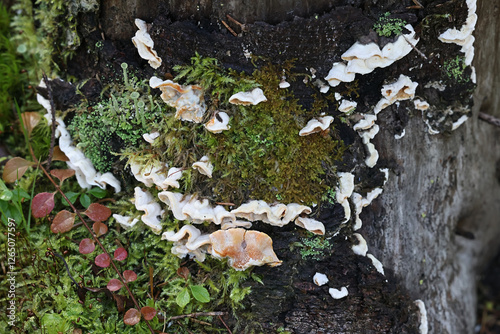 Skeletocutis amorpha, commonly known as rusty crust fungus, polypore from Finland photo