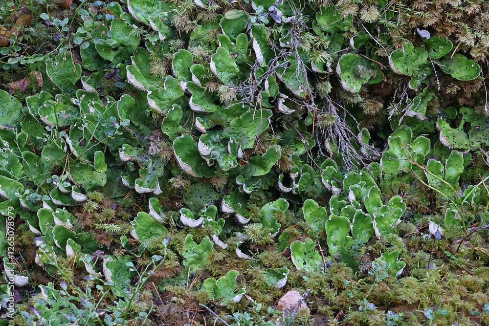 Peltigera aphthosa, commonly known as dog lichen, leafy lichen, felt lichen or common freckle pelt