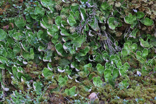 Peltigera aphthosa, commonly known as dog lichen, leafy lichen, felt lichen or common freckle pelt photo