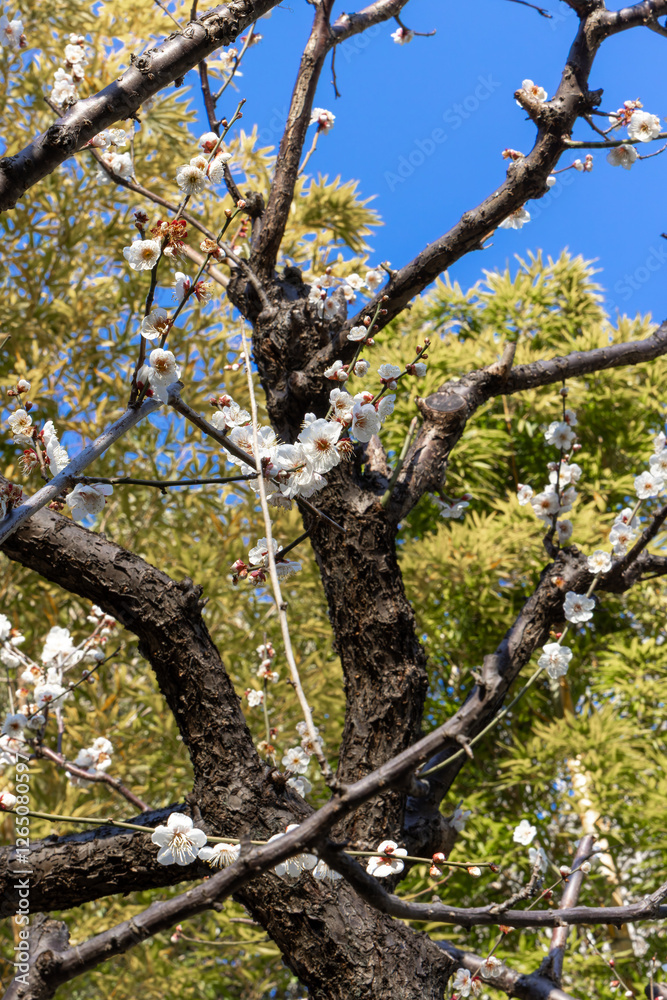 Fototapeta premium 都心散歩 梅の頃の芝公園あたり