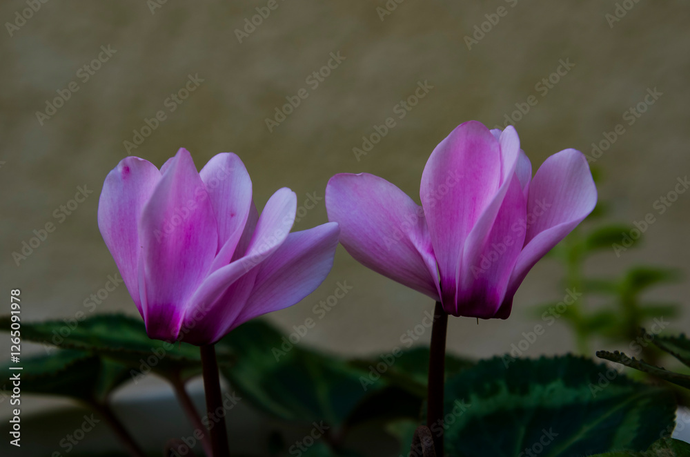 Cyclamen persicum (Persian Cyclamen) is a tender tuberous perennial boasting delightfully fragrant flowers from fall to late spring Cyclamen persicum (Persian Cyclamen) is a tender tuberous perennial boasting delightfully fragrant flowers from fall to late spring