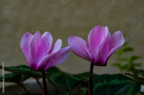 Cyclamen persicum (Persian Cyclamen) is a tender tuberous perennial boasting delightfully fragrant flowers from fall to late spring