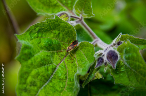 Zelus renardii, commonly known as the leaf hopper assassin bug, is a predacious insect