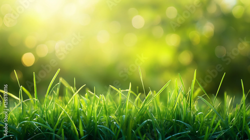 summer green grass with rasa early morning, light green background

