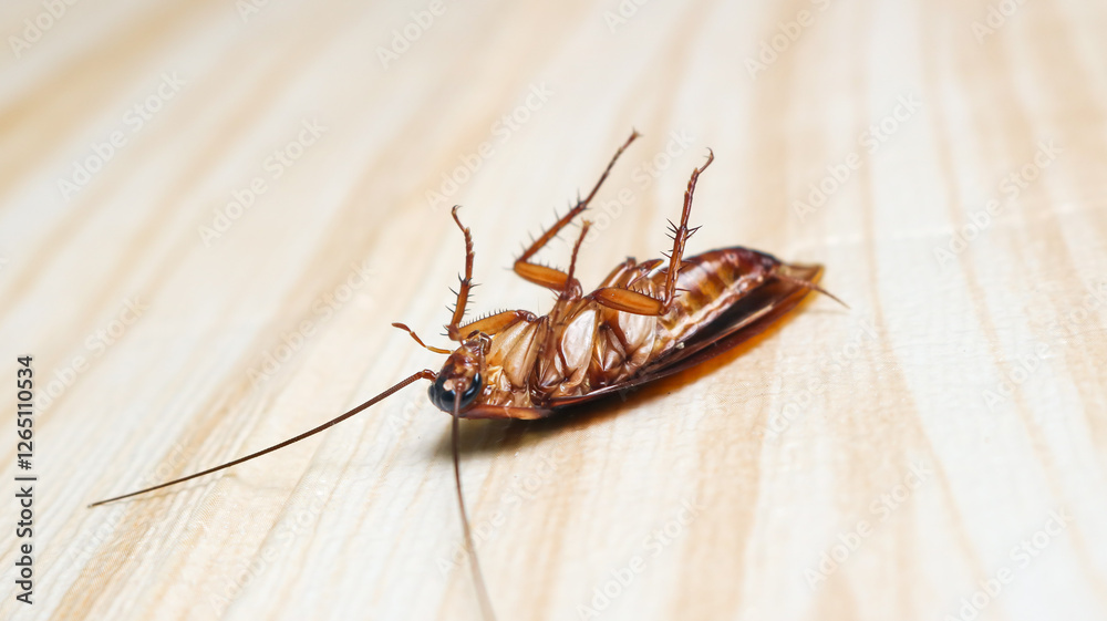 A cockroach lying on its back, about to die after being sprayed with cockroach killer. A cockroach lying on its back, about to die after being sprayed with cockroach killer.