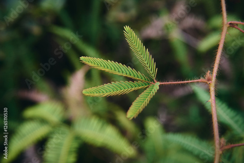 Canvas Print Mimosa pudica L