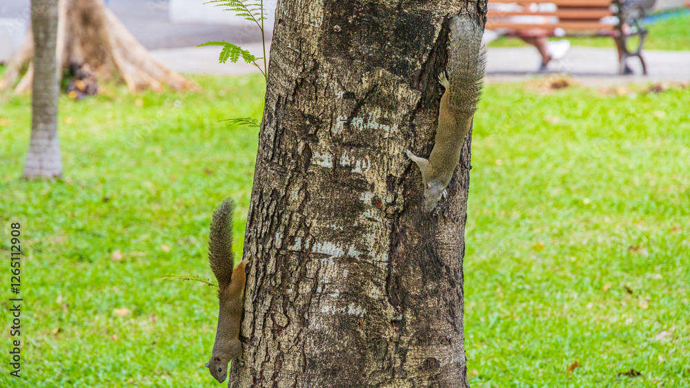 Obraz premium Vietnam / Ho Chi Minh City / September 23rd Park / wild squirrel