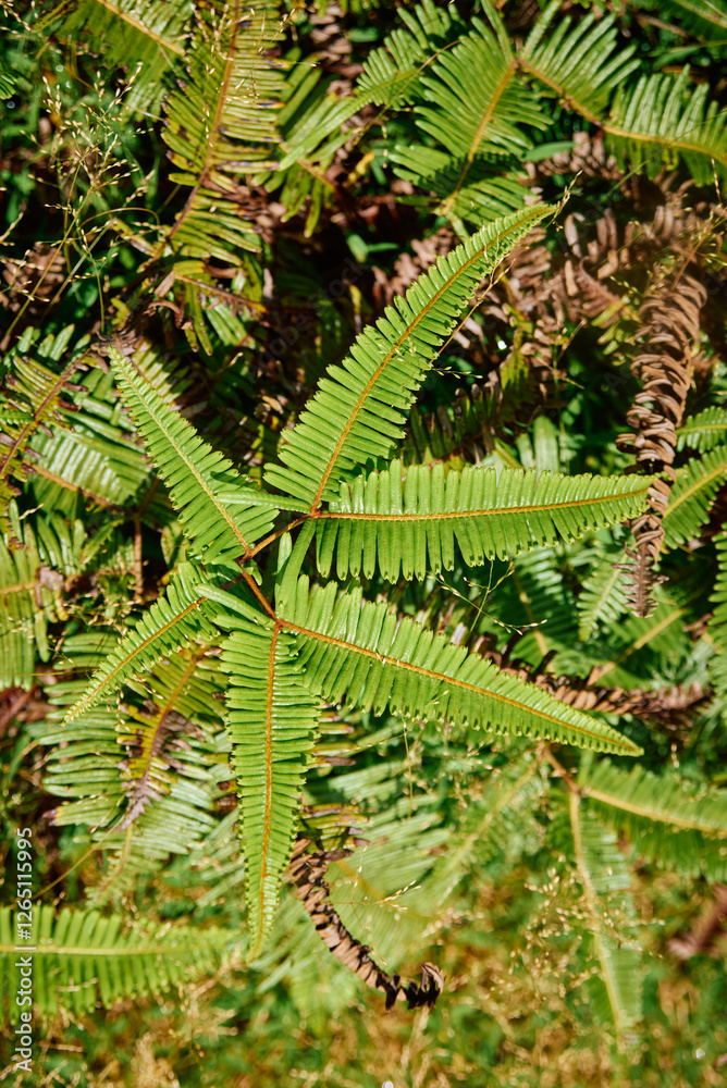 The Old World Forkedfern is a unique fern species found in tropical and subtropical regions. The Old World Forkedfern is a unique fern species found in tropical and subtropical regions.