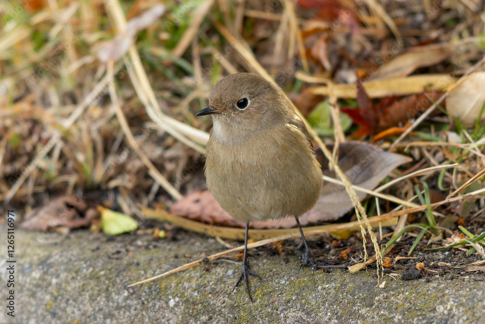 Obraz premium コンクリートの上に立つ雌のジョウビタキ