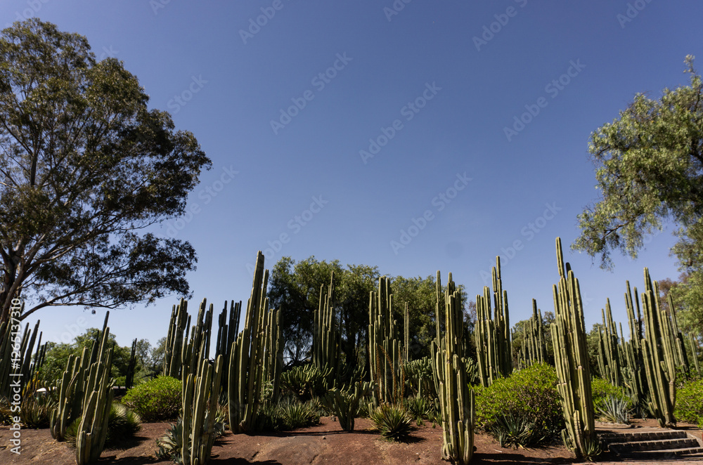 Mexican cactus field in the desert, part of a large nature reserve area in the town of Todos Santos, in Baja California Sur, La Paz, Mexico. Colorful Mexican Mexican cactus field in the desert, part of a large nature reserve area in the town of Todos Santos, in Baja California Sur, La Paz, Mexico. Colorful Mexican