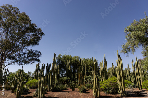 Mexican cactus field in the desert, part of a large nature reserve area in the town of Todos Santos, in Baja California Sur, La Paz, Mexico. Colorful Mexican