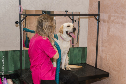 Labrador in the grooming salon photo