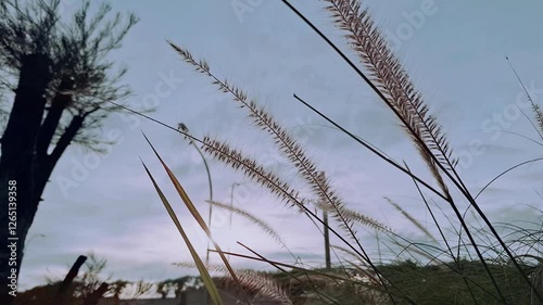 Red fountain grass sways gently in the breeze, momentarily causing the camera to lose focus. Pennisetum × advena 'Cupreum'. photo