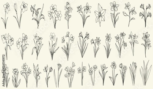 Black line art of wild daffodils, hand-drawn wildflowers, trendy greenery, feminine botanical floral branch for chic wedding stationery, eco-conscious branding, rustic decor, boho wedding logos,
