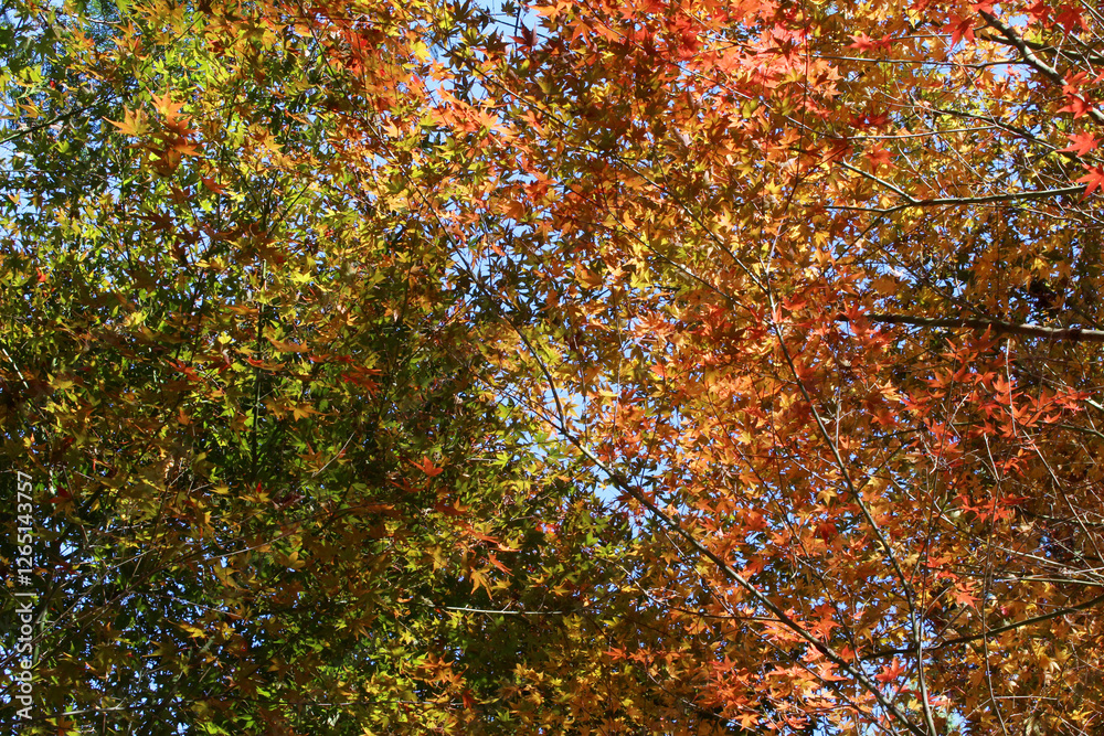 Beautiful red, orange, yellow and green leaves of Acer Palmatum, Japanese Maple tree in autumn. Tree branches with bright and colorful foliage in fall background. Beautiful red, orange, yellow and green leaves of Acer Palmatum, Japanese Maple tree in autumn. Tree branches with bright and colorful foliage in fall background.
