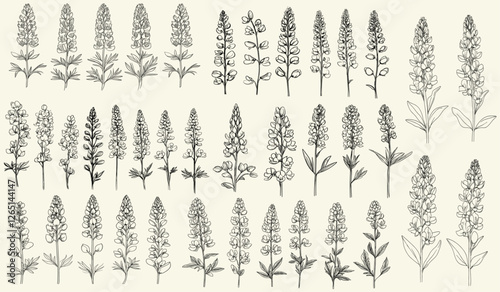 Hand-drawn lupines black line art for modern wedding decor, feminine botanical greenery branch, trendy collection for wedding branding, floral design for events, botanical wedding