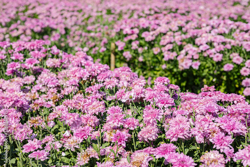 Pink Chrysanthemums In The Flower Garden