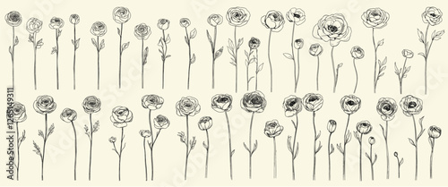 Black line art set of ranunculus flowers for wedding invitations, hand drawn botanical floral branch, feminine greenery, trendy modern decor, elegant wedding herbs, floral design ideas, wedding logos.
